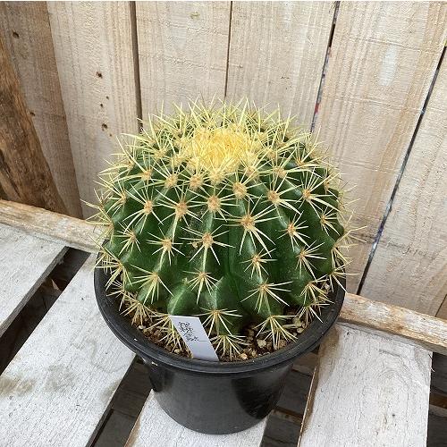 サボテン　エキノカクタス 短棘金鯱(エキノキンシャチ) 5号鉢(現品)　インテリア 室内 おしゃれ 可愛い かわいい | 