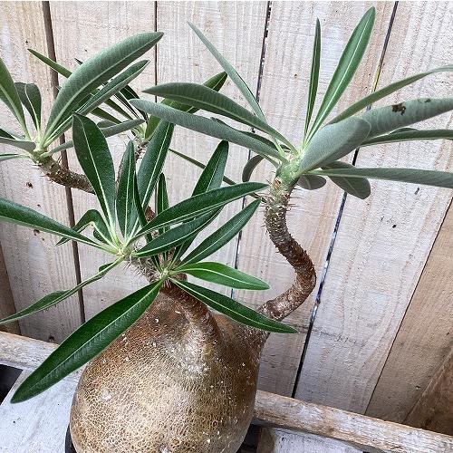 塊根植物　パキポディウム グラキリス 4号鉢(現品)　インテリア 室内 おしゃれ 可愛い かわいい |  | 01