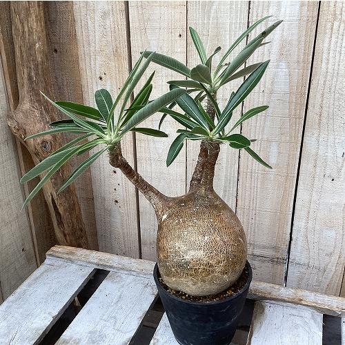 塊根植物　パキポディウム グラキリス 4号鉢(現品)　インテリア 室内 おしゃれ 可愛い かわいい |  | 02