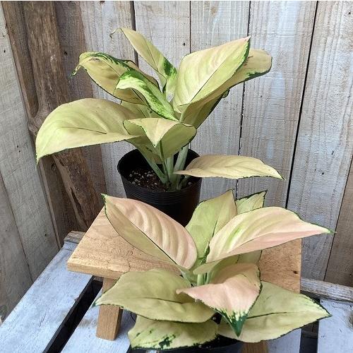 観葉植物　アグラオネマ ライトオブヘブン 3.5号ポット(個体おまかせ1鉢)　インテリア 室内 おしゃれ 可愛い かわいい |  | 01