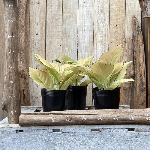 観葉植物　アグラオネマ ライトオブヘブン 3.5号ポット(個体おまかせ1鉢)　インテリア 室内 おしゃれ 可愛い かわいい |  | 02