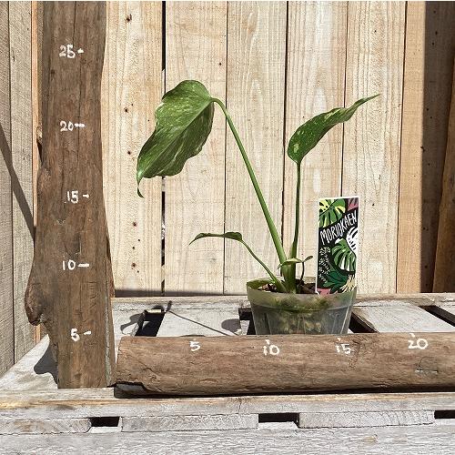 観葉植物　斑入りモンステラ エレクトロライト 3号透明スリット鉢(個体おまかせ1鉢)　インテリア 室内 おしゃれ 可愛い かわいい |  | 03