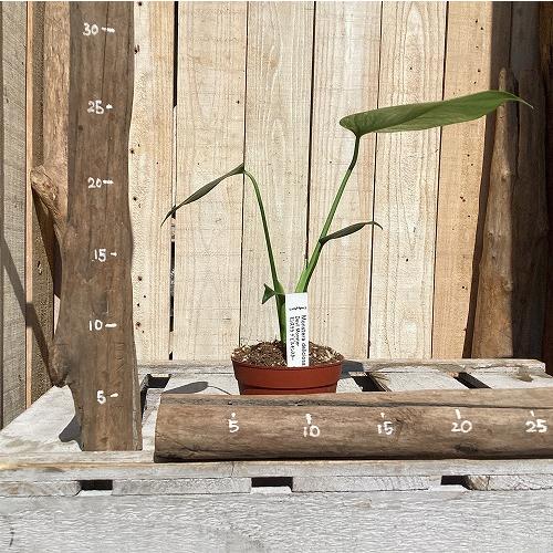 観葉植物　斑入りモンステラ デビルモンスター 3号硬質ポット(茶)(個体おまかせ1鉢)　インテリア 室内 おしゃれ 可愛い かわいい | 