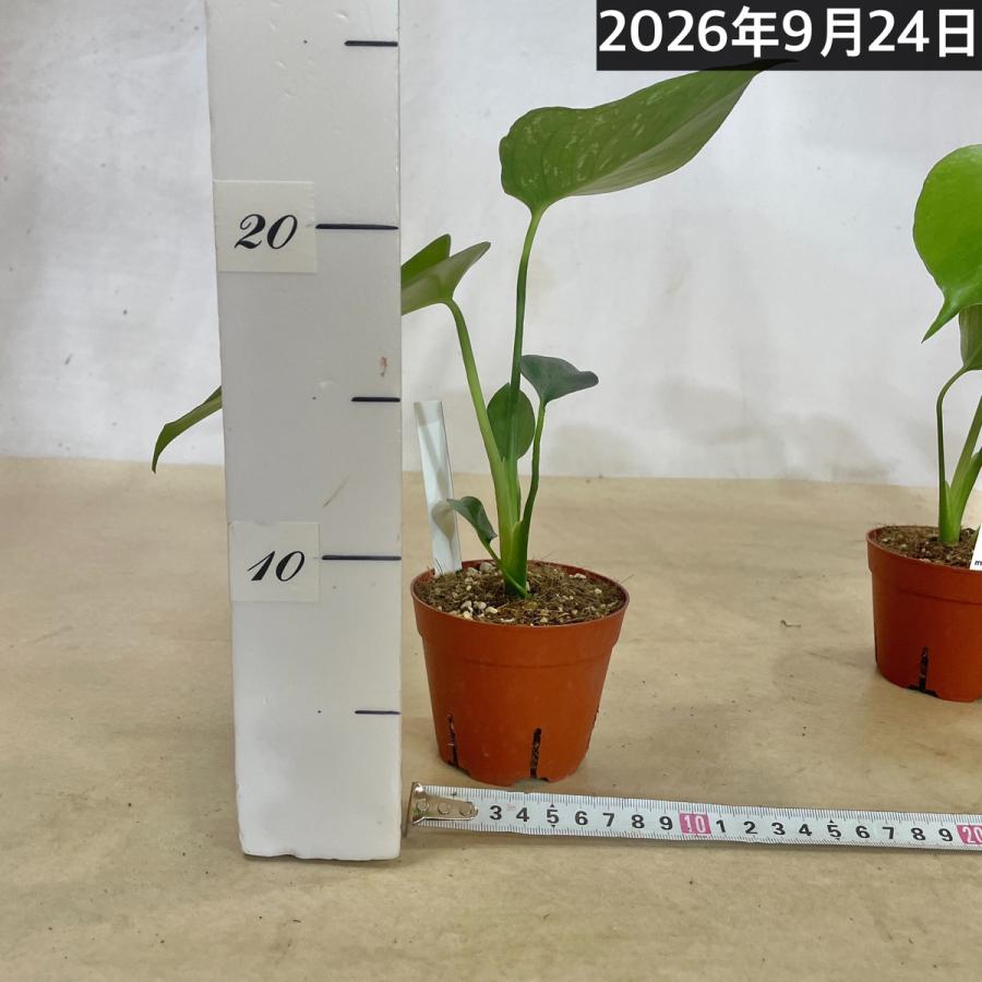 観葉植物　斑入りモンステラ デビルモンスター 3号硬質ポット(茶)(個体おまかせ1鉢)　インテリア 室内 おしゃれ 可愛い かわいい |  | 06