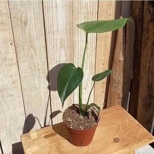 観葉植物　斑入りモンステラ デビルモンスター 3号硬質ポット(茶)(個体おまかせ1鉢)　インテリア 室内 おしゃれ 可愛い かわいい |  | 01
