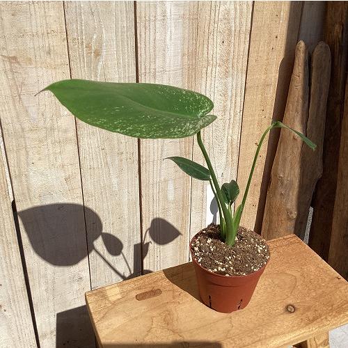 観葉植物　斑入りモンステラ デビルモンスター 3号硬質ポット(茶)(個体おまかせ1鉢)　インテリア 室内 おしゃれ 可愛い かわいい |  | 02