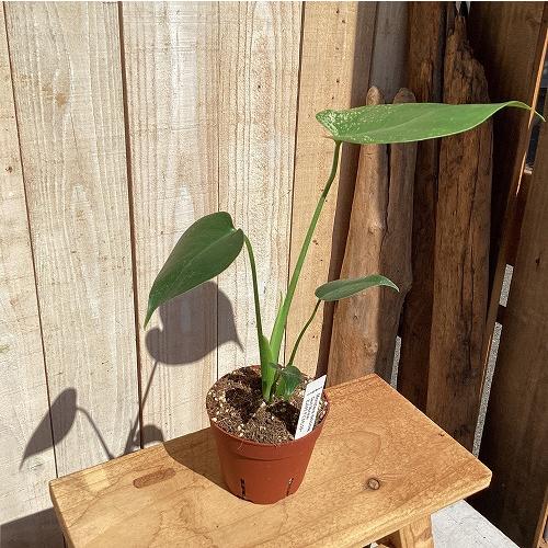 観葉植物　斑入りモンステラ デビルモンスター 3号硬質ポット(茶)(個体おまかせ1鉢)　インテリア 室内 おしゃれ 可愛い かわいい |  | 03