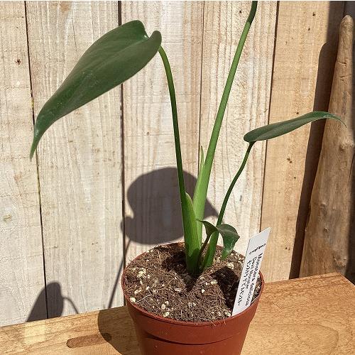 観葉植物　斑入りモンステラ デビルモンスター 3号硬質ポット(茶)(個体おまかせ1鉢)　インテリア 室内 おしゃれ 可愛い かわいい |  | 04