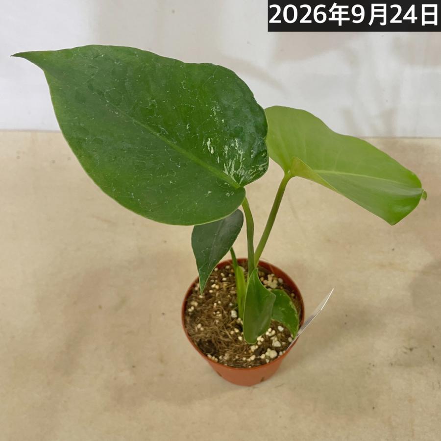 観葉植物　斑入りモンステラ デビルモンスター 3号硬質ポット(茶)(個体おまかせ1鉢)　インテリア 室内 おしゃれ 可愛い かわいい |  | 07