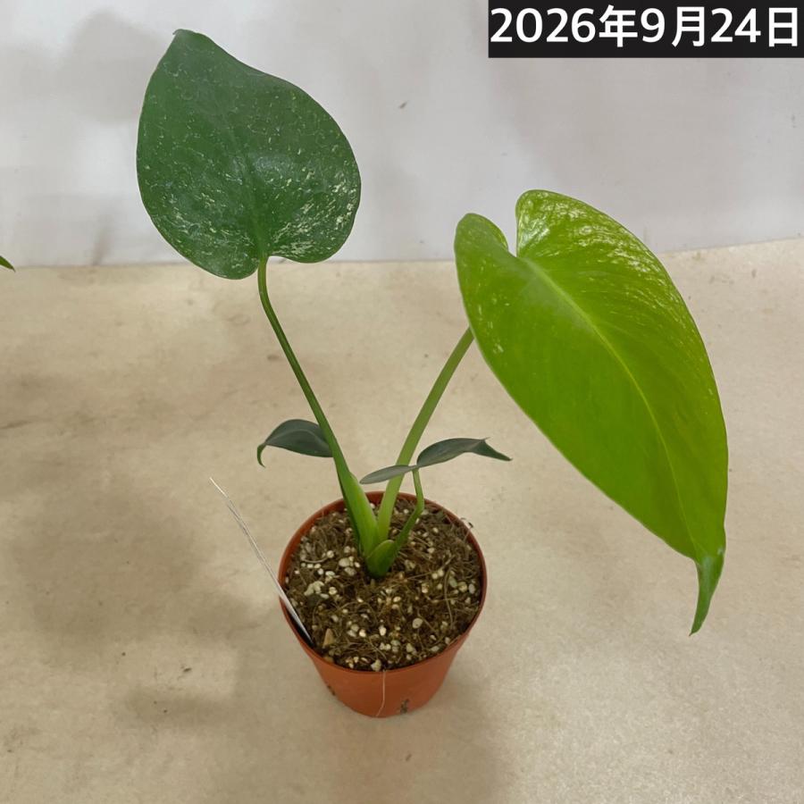 観葉植物　斑入りモンステラ デビルモンスター 3号硬質ポット(茶)(個体おまかせ1鉢)　インテリア 室内 おしゃれ 可愛い かわいい |  | 09