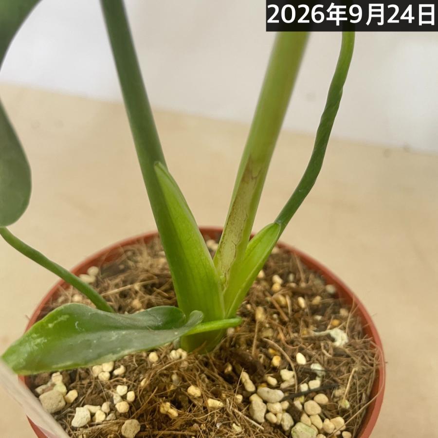 観葉植物　斑入りモンステラ デビルモンスター 3号硬質ポット(茶)(個体おまかせ1鉢)　インテリア 室内 おしゃれ 可愛い かわいい |  | 10