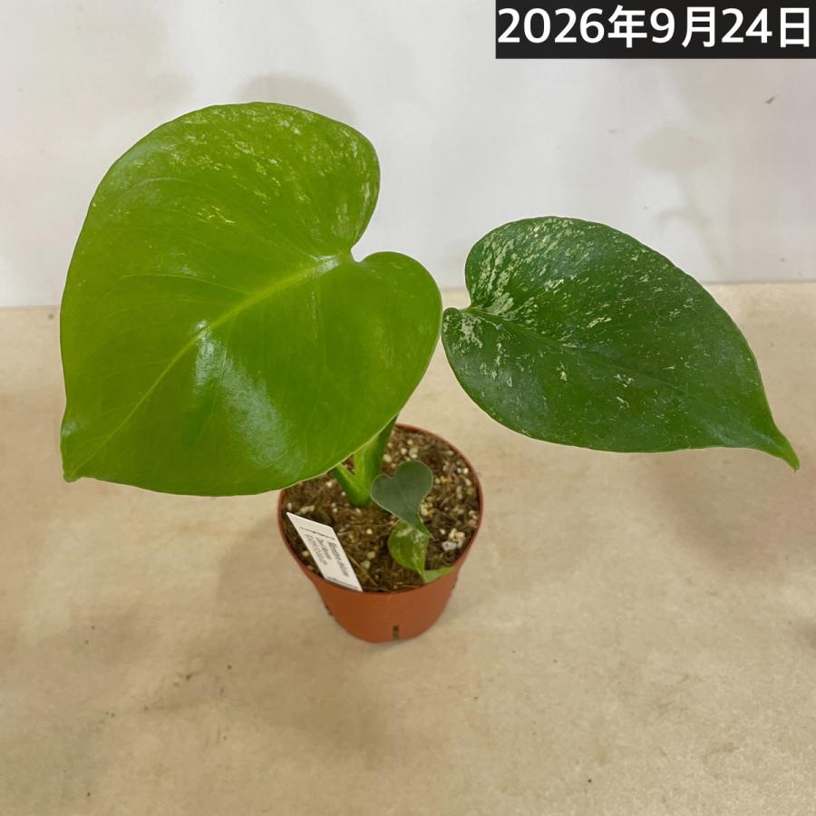 観葉植物　斑入りモンステラ デビルモンスター 3号硬質ポット(茶)(個体おまかせ1鉢)　インテリア 室内 おしゃれ 可愛い かわいい |  | 08