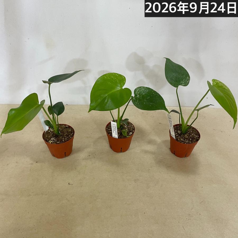 観葉植物　斑入りモンステラ デビルモンスター 3号硬質ポット(茶)(個体おまかせ1鉢)　インテリア 室内 おしゃれ 可愛い かわいい |  | 05