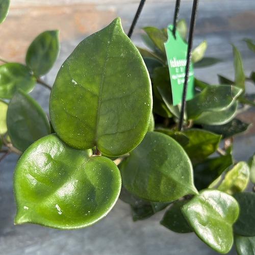 観葉植物　ホヤ アモーレ 5号吊り鉢(個体おまかせ1鉢)　インテリア 室内 おしゃれ 可愛い かわいい |  | 02