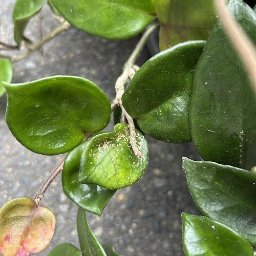 観葉植物　ホヤ アモーレ 5号吊り鉢(個体おまかせ1鉢)　インテリア 室内 おしゃれ 可愛い かわいい |  | 03