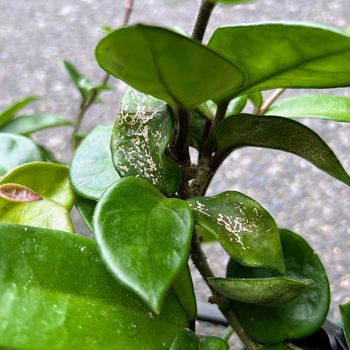 観葉植物　ホヤ アモーレ 5号吊り鉢(個体おまかせ1鉢)　インテリア 室内 おしゃれ 可愛い かわいい |  | 04
