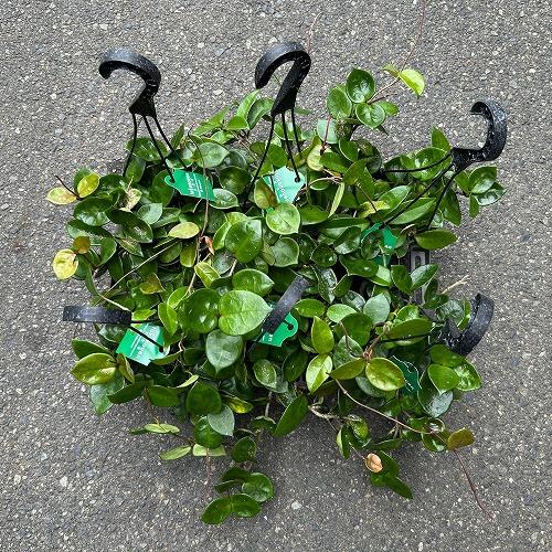 観葉植物　ホヤ アモーレ 5号吊り鉢(個体おまかせ1鉢)　インテリア 室内 おしゃれ 可愛い かわいい |  | 05