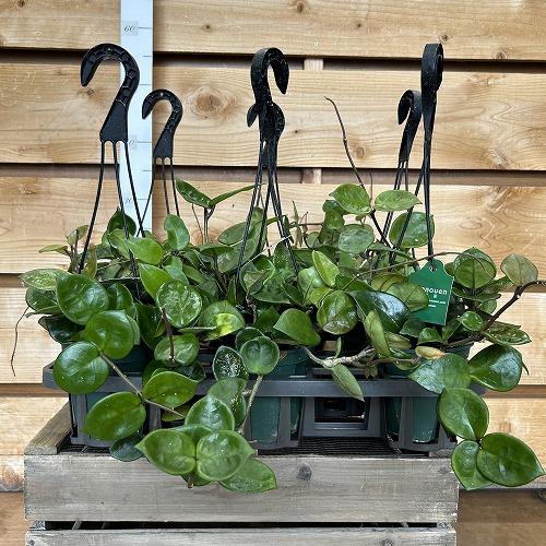 観葉植物　ホヤ アモーレ 5号吊り鉢(個体おまかせ1鉢)　インテリア 室内 おしゃれ 可愛い かわいい |  | 06