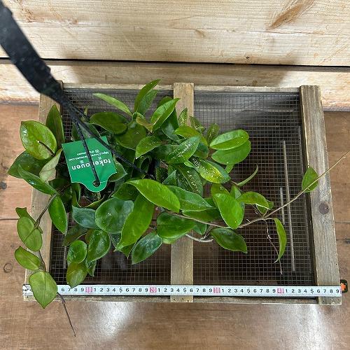 観葉植物　ホヤ アモーレ 5号吊り鉢(個体おまかせ1鉢)　インテリア 室内 おしゃれ 可愛い かわいい |  | 07