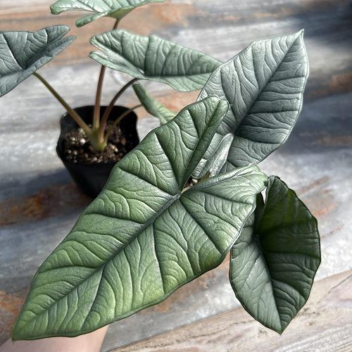 観葉植物　アロカシア プラチナム 3.5号ポット(個体おまかせ1鉢)　インテリア 室内 おしゃれ 可愛い かわいい | 