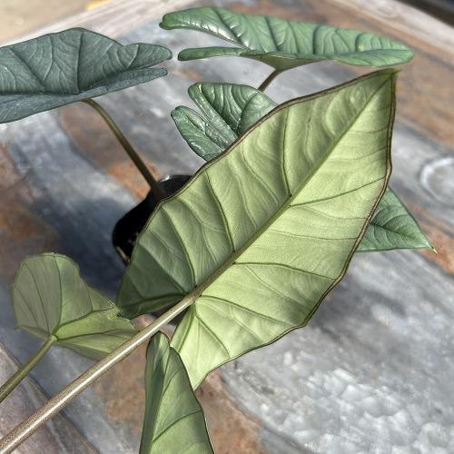 観葉植物　アロカシア プラチナム 3.5号ポット(個体おまかせ1鉢)　インテリア 室内 おしゃれ 可愛い かわいい |  | 01
