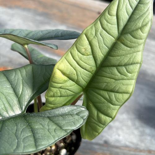 観葉植物　アロカシア プラチナム 3.5号ポット(個体おまかせ1鉢)　インテリア 室内 おしゃれ 可愛い かわいい |  | 02