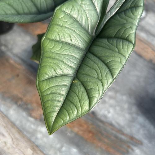 観葉植物　アロカシア プラチナム 3.5号ポット(個体おまかせ1鉢)　インテリア 室内 おしゃれ 可愛い かわいい |  | 03