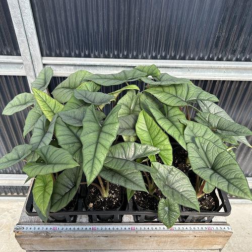 観葉植物　アロカシア プラチナム 3.5号ポット(個体おまかせ1鉢)　インテリア 室内 おしゃれ 可愛い かわいい |  | 04