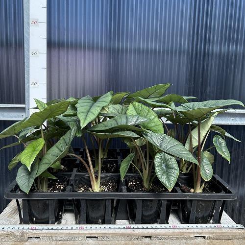 観葉植物　アロカシア プラチナム 3.5号ポット(個体おまかせ1鉢)　インテリア 室内 おしゃれ 可愛い かわいい |  | 05