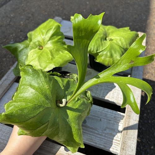 観葉植物　コウモリラン キッチャクード 3.5号ポット(個体おまかせ1鉢)　インテリア 室内 おしゃれ 可愛い かわいい |  | 01