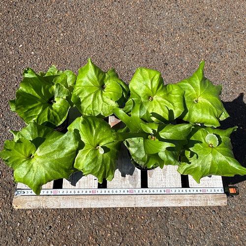 観葉植物　コウモリラン キッチャクード 3.5号ポット(個体おまかせ1鉢)　インテリア 室内 おしゃれ 可愛い かわいい |  | 02