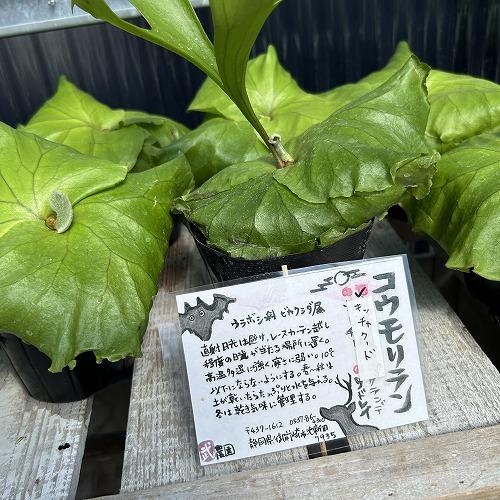 観葉植物　コウモリラン キッチャクード 3.5号ポット(個体おまかせ1鉢)　インテリア 室内 おしゃれ 可愛い かわいい |  | 03