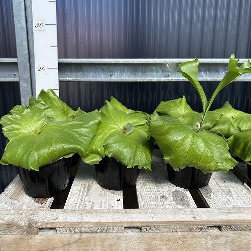 観葉植物　コウモリラン キッチャクード 3.5号ポット(個体おまかせ1鉢)　インテリア 室内 おしゃれ 可愛い かわいい |  | 04