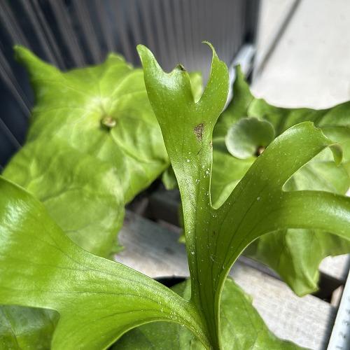 観葉植物　コウモリラン キッチャクード 3.5号ポット(個体おまかせ1鉢)　インテリア 室内 おしゃれ 可愛い かわいい |  | 05