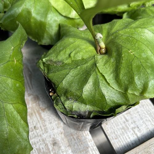 観葉植物　コウモリラン キッチャクード 3.5号ポット(個体おまかせ1鉢)　インテリア 室内 おしゃれ 可愛い かわいい |  | 06