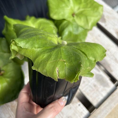 観葉植物　コウモリラン キッチャクード 3.5号ポット(個体おまかせ1鉢)　インテリア 室内 おしゃれ 可愛い かわいい |  | 07
