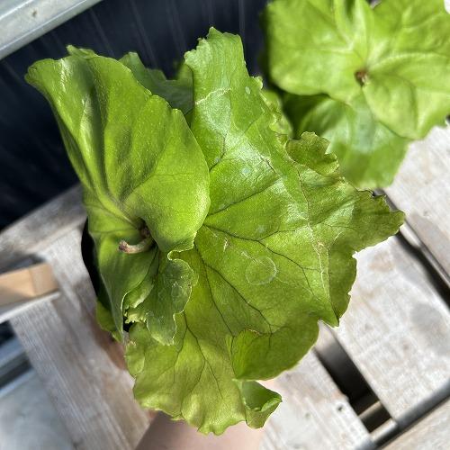 観葉植物　コウモリラン キッチャクード 3.5号ポット(個体おまかせ1鉢)　インテリア 室内 おしゃれ 可愛い かわいい |  | 08