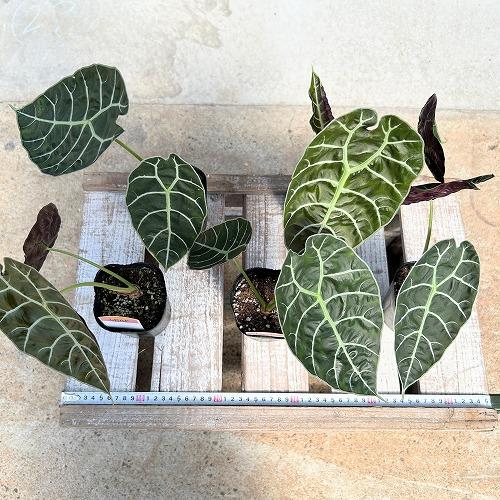 【傷みあり】アロカシア ワトソニアナピクシー 3号ロングポット(個体おまかせ1鉢)　観葉植物 インテリア 室内 おしゃれ 可愛い かわいい |  | 03