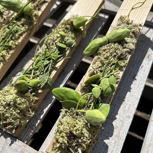観葉植物　ディスキディア major(メジャー/マヨール) 板付け(個体おまかせ1鉢)　インテリア 室内 おしゃれ 可愛い かわいい |  | 01