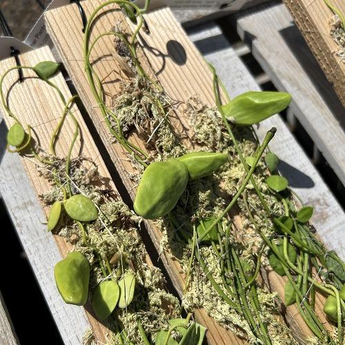 観葉植物　ディスキディア major(メジャー/マヨール) 板付け(個体おまかせ1鉢)　インテリア 室内 おしゃれ 可愛い かわいい |  | 02