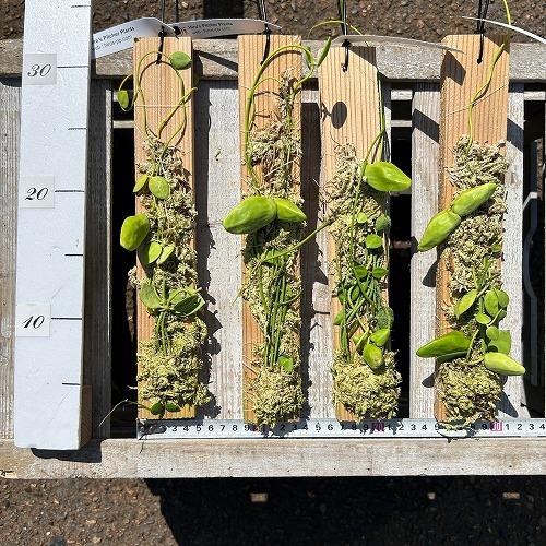 観葉植物　ディスキディア major(メジャー/マヨール) 板付け(個体おまかせ1鉢)　インテリア 室内 おしゃれ 可愛い かわいい |  | 03