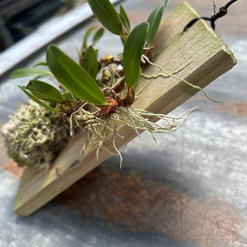 洋ラン　Epigenium nakaharae(ナカハラエ) 板付け(現品)　インテリア 室内 おしゃれ 可愛い かわいい |  | 01