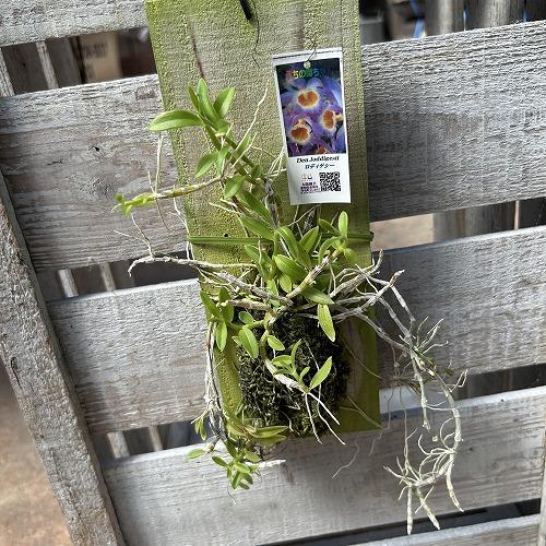洋ラン　デンドロ loddigesii(ロディゲシー) 板付け(現品)　インテリア 室内 おしゃれ 可愛い かわいい | 