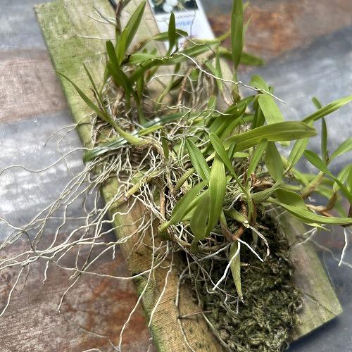 洋ラン　ディネマ polybulbon(ポリブルボン) 板付け(現品)　インテリア 室内 おしゃれ 可愛い かわいい | 