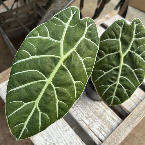 観葉植物　【傷みあり】アロカシア ワトソニア スラウェシ 3.5号ポット(個体おまかせ1鉢)　インテリア 室内 おしゃれ 可愛い かわいい | 
