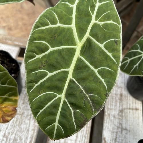 観葉植物　【傷みあり】アロカシア ワトソニア スラウェシ 3.5号ポット(個体おまかせ1鉢)　インテリア 室内 おしゃれ 可愛い かわいい |  | 01