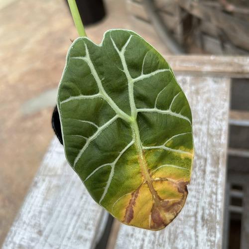 観葉植物　【傷みあり】アロカシア ワトソニア スラウェシ 3.5号ポット(個体おまかせ1鉢)　インテリア 室内 おしゃれ 可愛い かわいい |  | 02