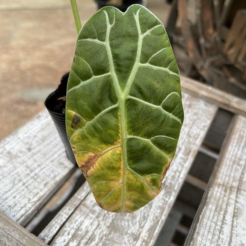 観葉植物　【傷みあり】アロカシア ワトソニア スラウェシ 3.5号ポット(個体おまかせ1鉢)　インテリア 室内 おしゃれ 可愛い かわいい |  | 03