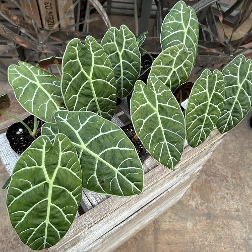 観葉植物　【傷みあり】アロカシア ワトソニア スラウェシ 3.5号ポット(個体おまかせ1鉢)　インテリア 室内 おしゃれ 可愛い かわいい |  | 04