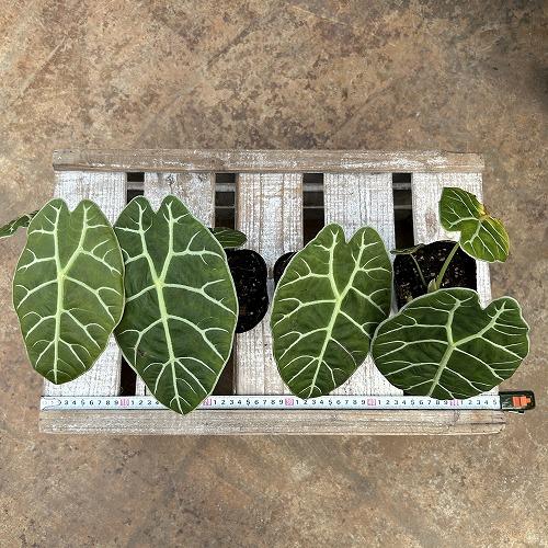観葉植物　【傷みあり】アロカシア ワトソニア スラウェシ 3.5号ポット(個体おまかせ1鉢)　インテリア 室内 おしゃれ 可愛い かわいい |  | 05